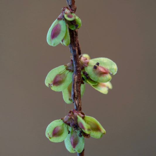 Ulmus minor 15-20cm