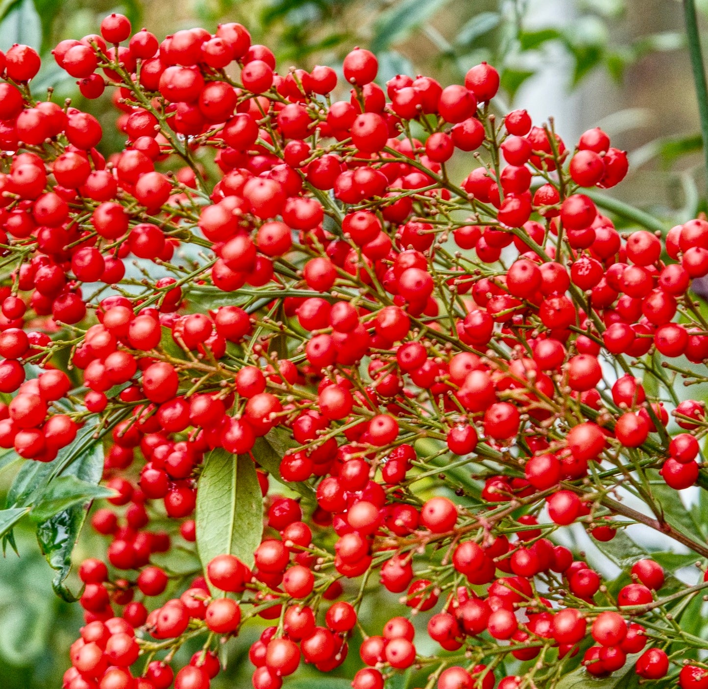 Nandina domestica 10-15cm