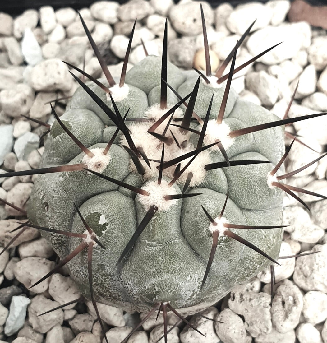 Copiapoa cinerea var. cinerea TALTAL 35