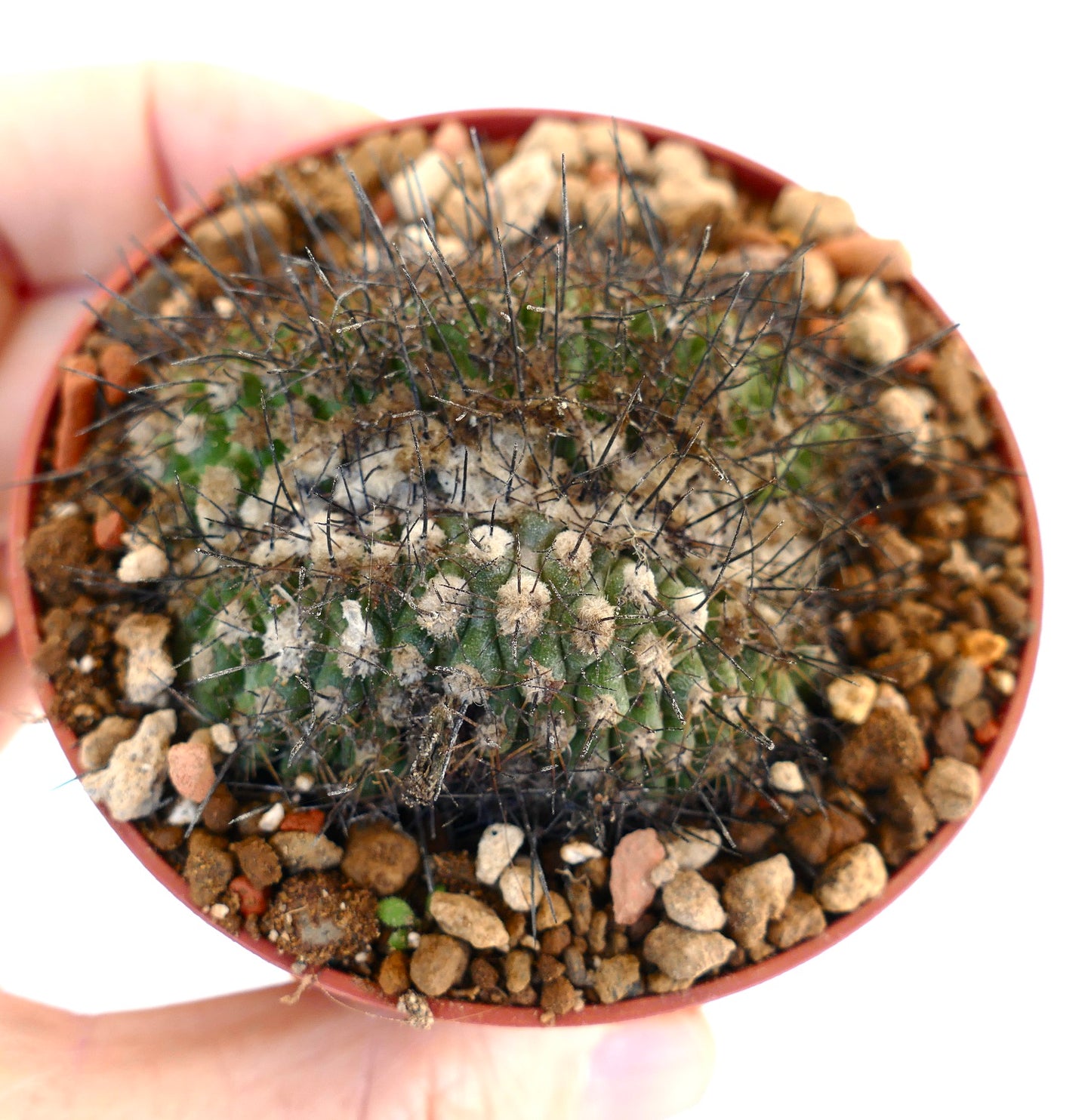 Copiapoa humilis CRESTED 13551