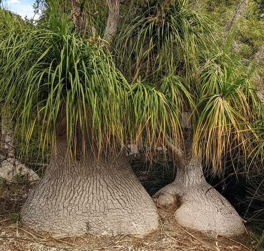 Beaucarnea recurvata with thick swollen trunks and long narrow green leaves