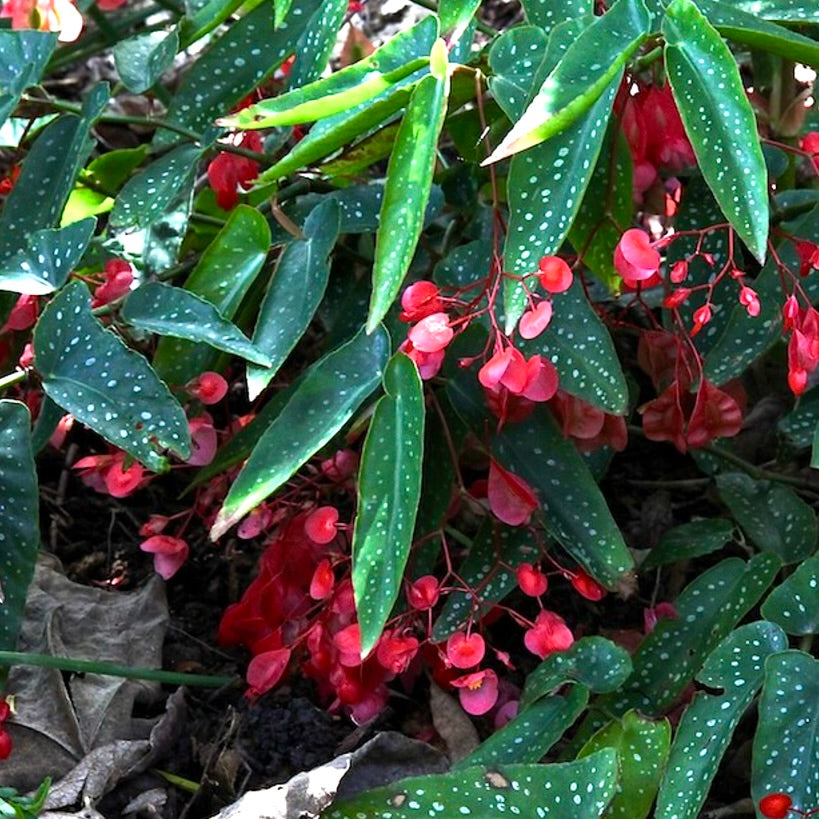 Begonia corallina