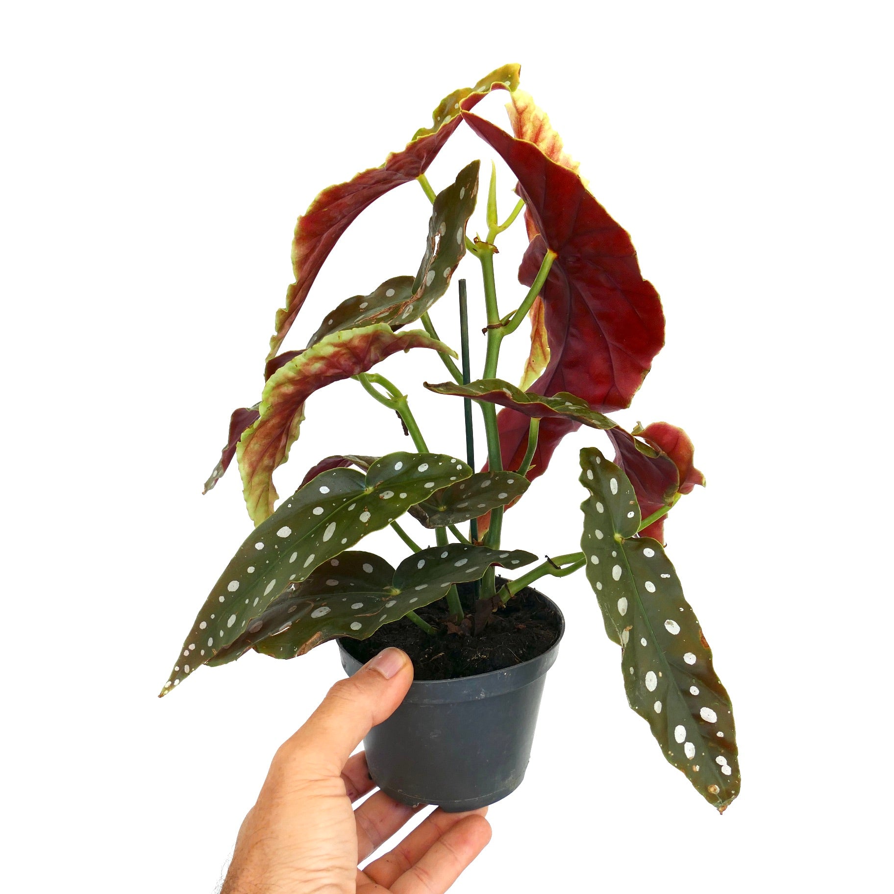 Begonia corallina with spotted green leaves and vibrant red undersides in black pot