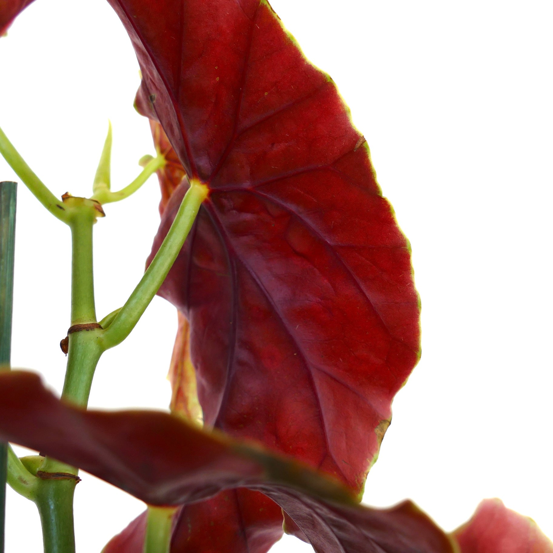 Begonia corallina with large deep red textured leaves and green stems