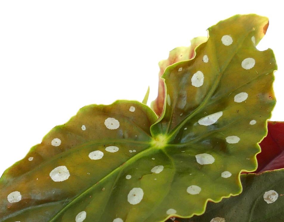 Begonia corallina green leaves with distinctive white polka dots and wavy edges