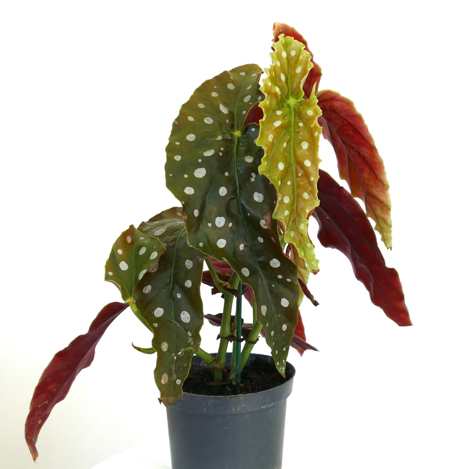 Begonia corallina with spotted green and red textured leaves in black pot
