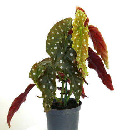 Begonia corallina with spotted green and red textured leaves in black pot