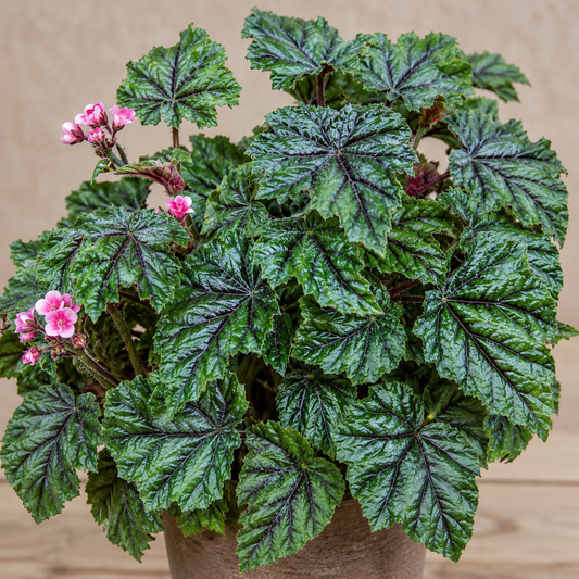 Begonia incarnata met getextureerde groene bladeren en kleine roze bloemen in een pot