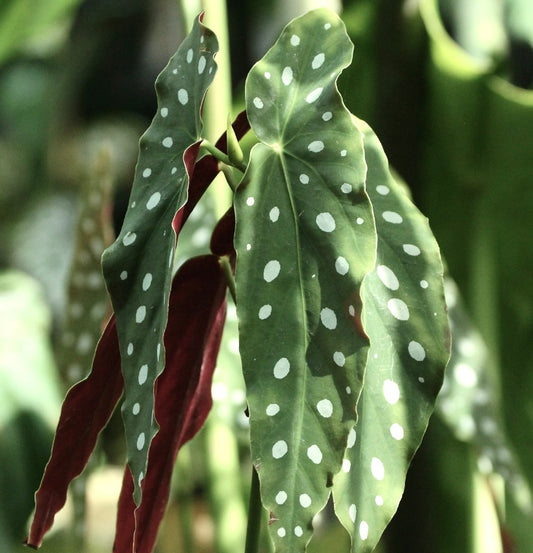 Begonia maculata cv “WIGHTII" 15-30cm