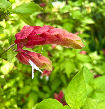 Beloperone guttata (syn. Justicia brandegeeana) 10-25cm