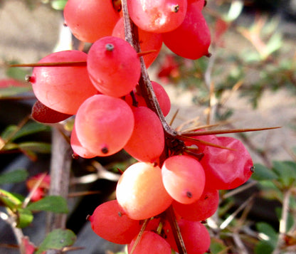 Arbusto Berberis aggregata con ramas espinosas, hojas verdes y bayas rojas brillantes