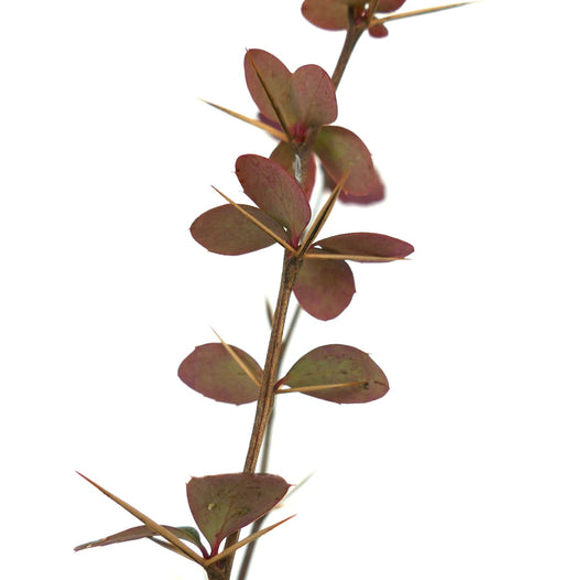 ลำต้นมีหนามของ เบอร์เบริส แอ็กเกรเกตา พร้อมใบกลมเล็กสีแดงใกล้เคียง