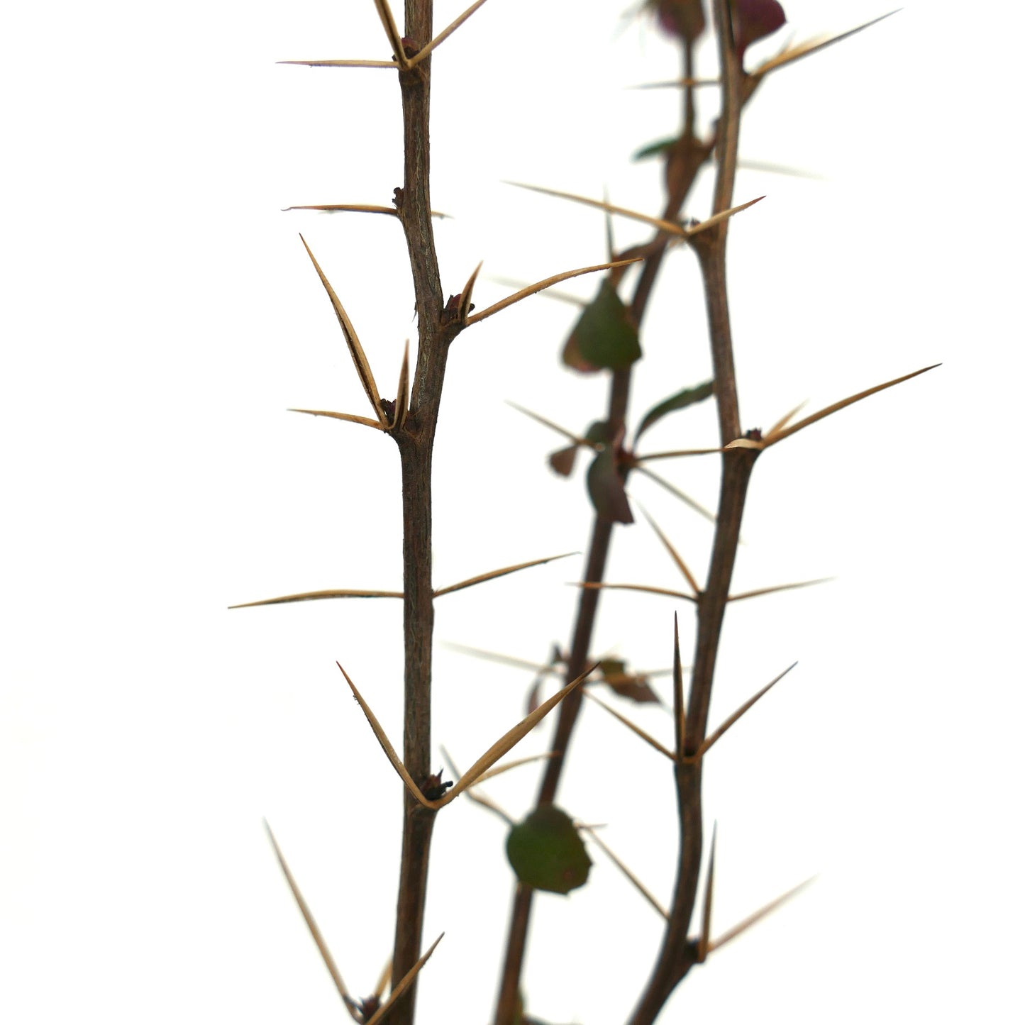 Ramas espinosas de Berberis aggregata con espinas marrones afiladas y hojas escasas