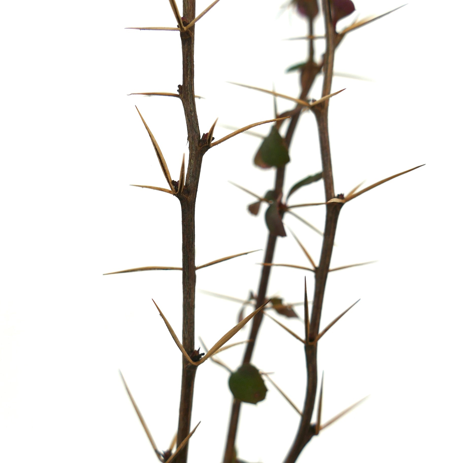 Ramas espinosas de Berberis aggregata con espinas marrones afiladas y hojas escasas