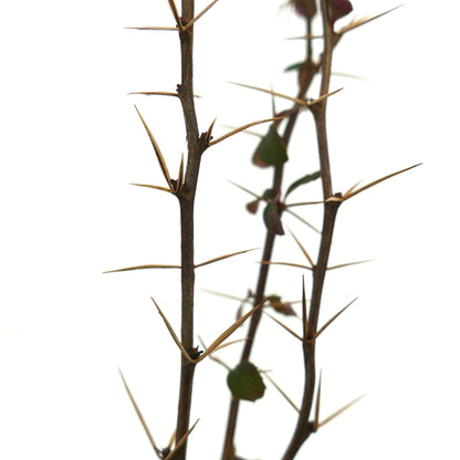 Ramas espinosas de Berberis aggregata con espinas marrones afiladas y hojas escasas