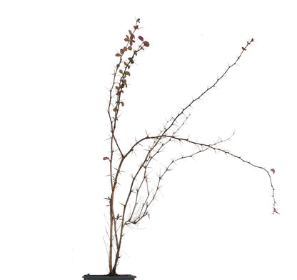 Berberis aggregata arbusto espinoso disperso con hojas pequeñas en maceta negra de vivero