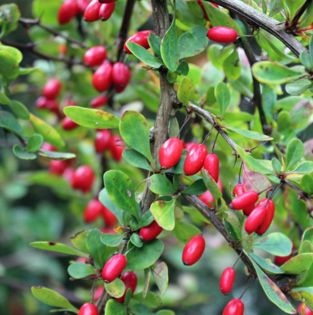 Berberis concinna shrub with bright red berries and small green leaves on woody stems