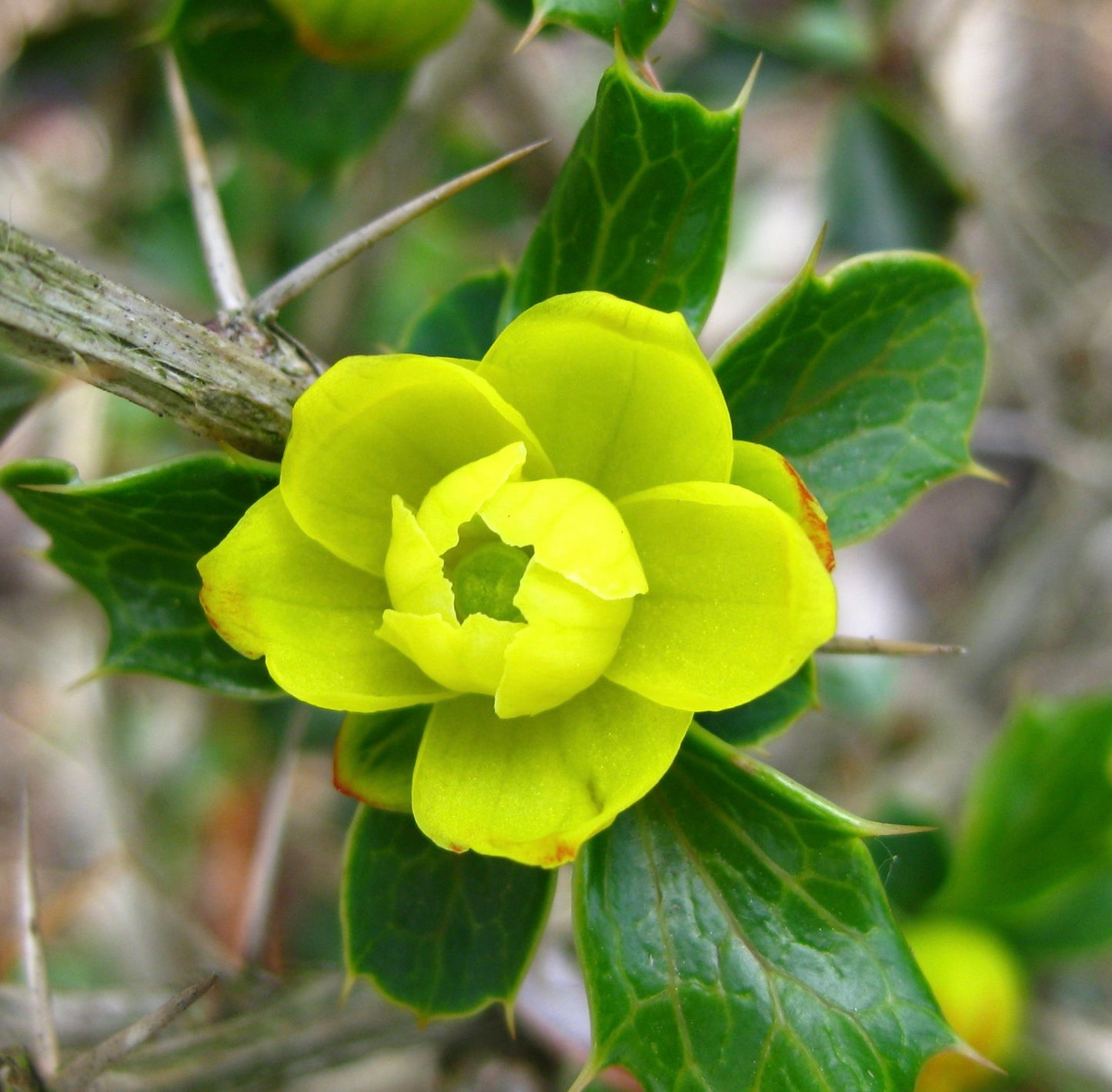Berberis concinna bright yellow flower with glossy spiny green leaves close-up