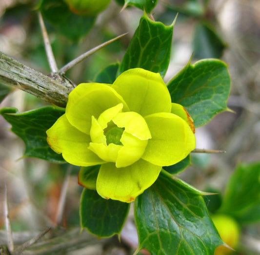 Berberis concinna bright yellow flower with glossy spiny green leaves close-up