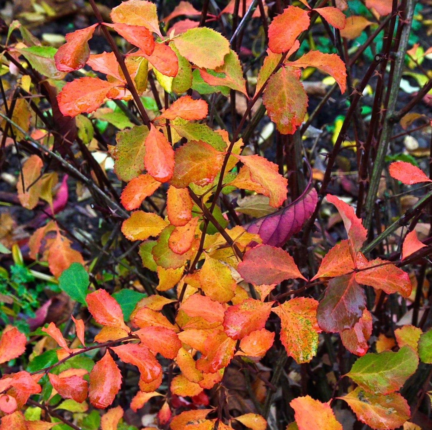 Berberis koreana shrub with vibrant orange and red autumn leaves and thorny stems