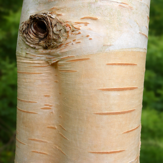 Betula utilis tree trunk with smooth pale bark and distinctive horizontal lenticels