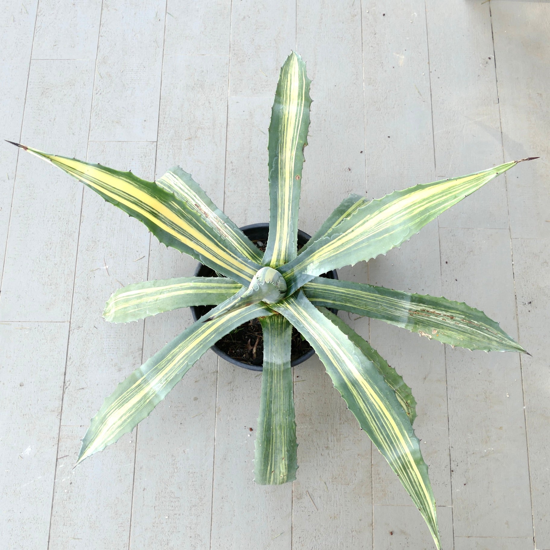 Agave americana x agave striata variegata succulenta con foglie lunghe e appuntite e strisce gialle