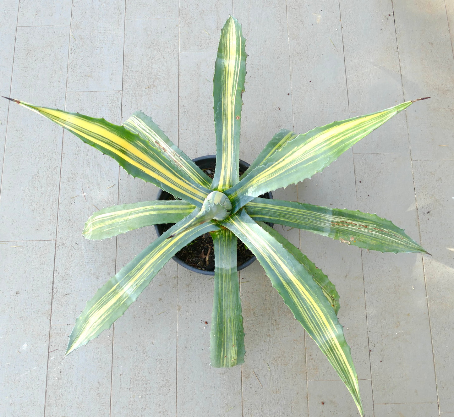 Succulenta variegata Agave americana x agave striata con foglie lunghe e appuntite e strisce gialle