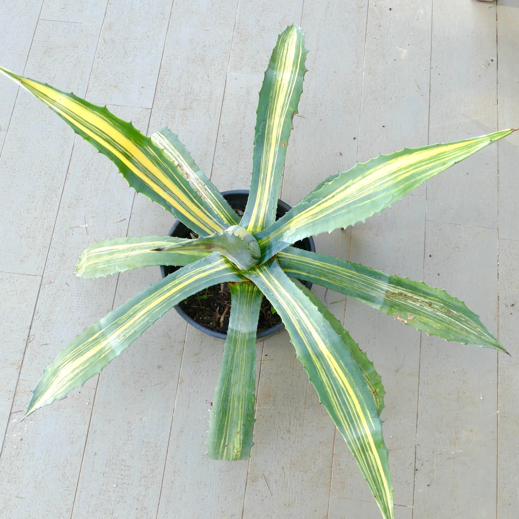 Agave americana x agave striata variegata succulenta con foglie lunghe e appuntite e spine