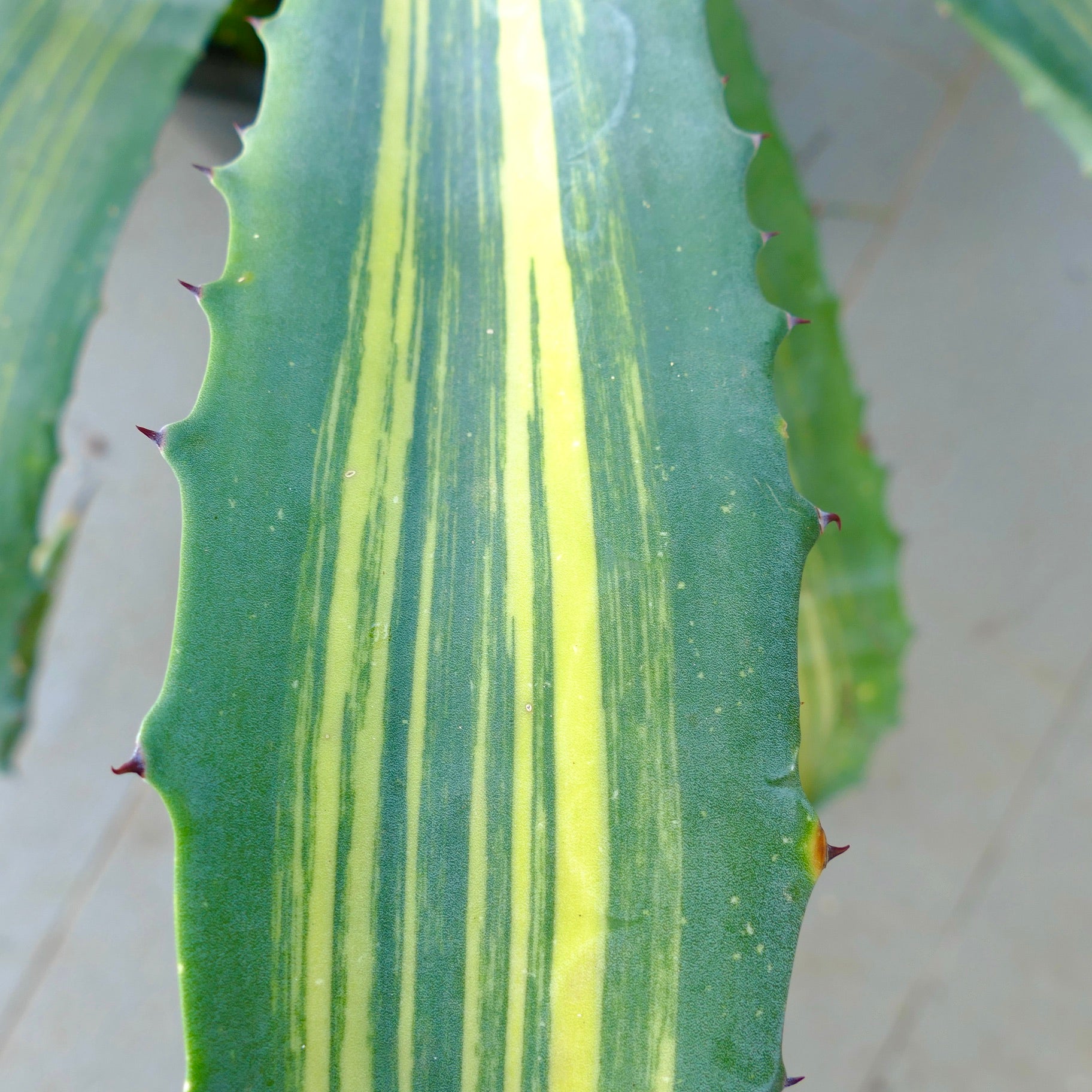 Foglia succulenta variegata di Agave americana x agave striata con spine e strisce gialle