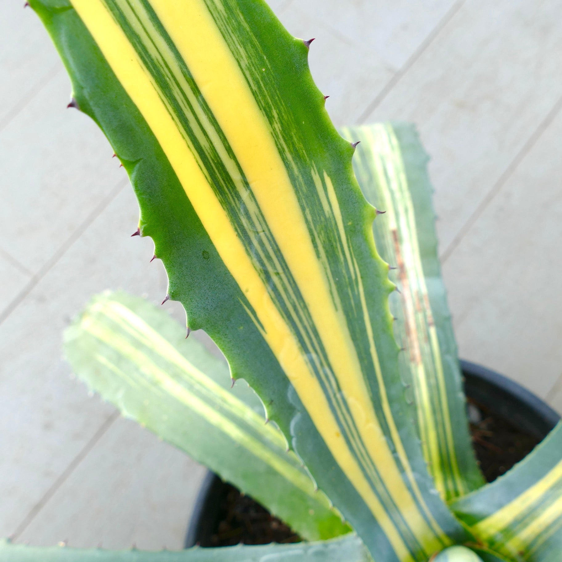 Agave americana x agave striata variegata succulenta con foglie spinose a strisce gialle