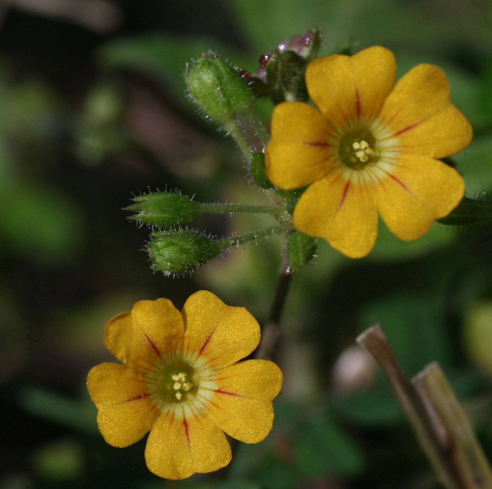 Fiori gialli a forma di stella di Biophytum sensitivum con germogli verdi pelosi e steli