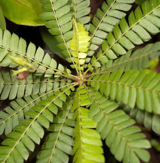 Biophytum sensitivum delicate green compound leaves with small leaflets and radial arrangement