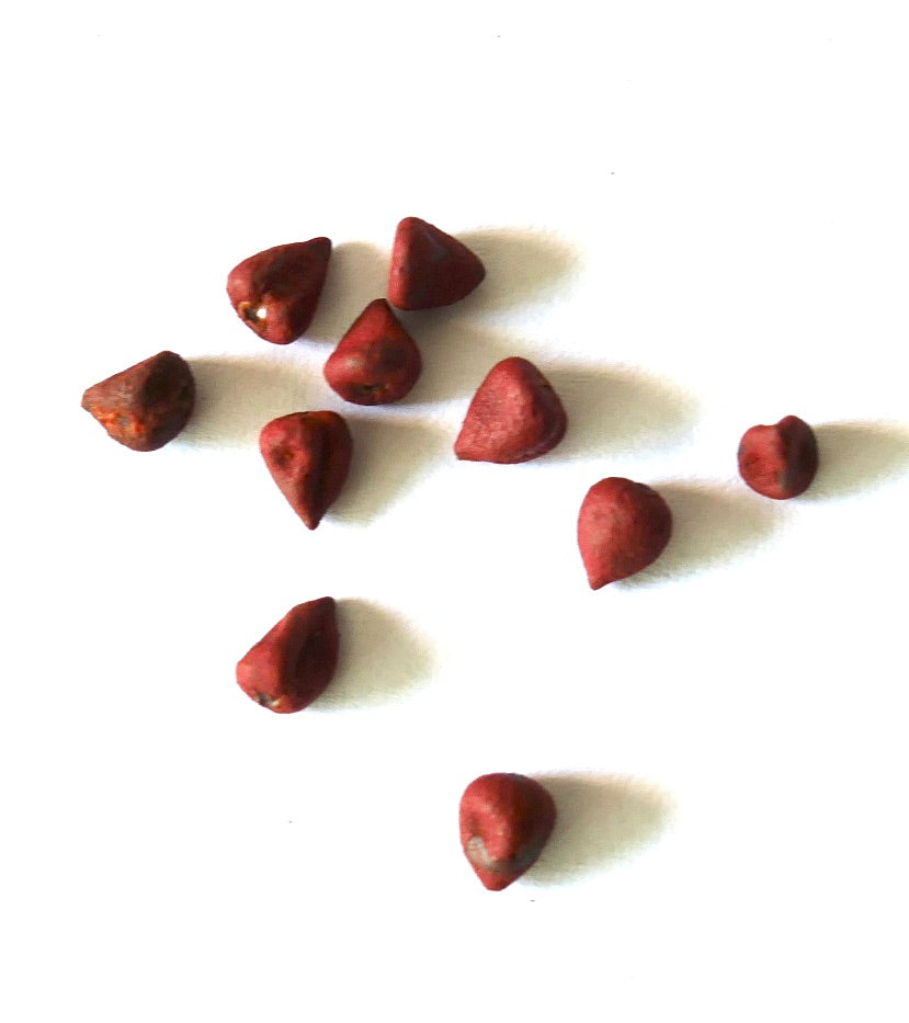 Bixa orellana zaden kleine roodbruine onregelmatig gevormde plantenzaden in close-up