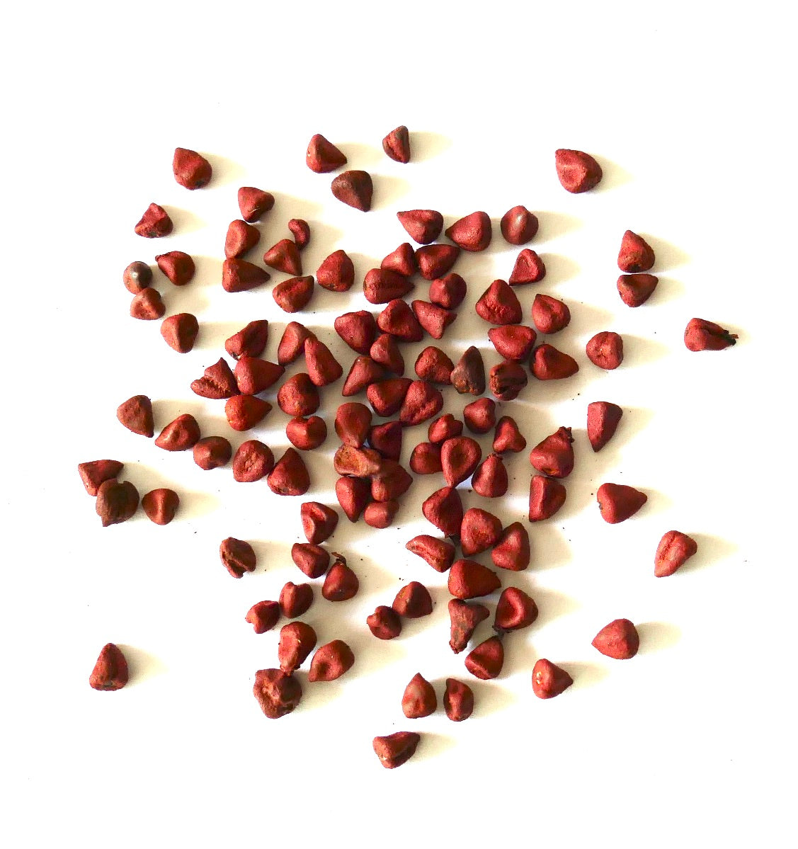 Bixa orellana zaden verspreid op een witte achtergrond voor het planten of kweken