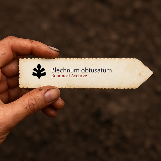 Gedrukte plantenlabel voor Blechnum obtusatum vastgehouden met de hand tegen een achtergrond van aarde