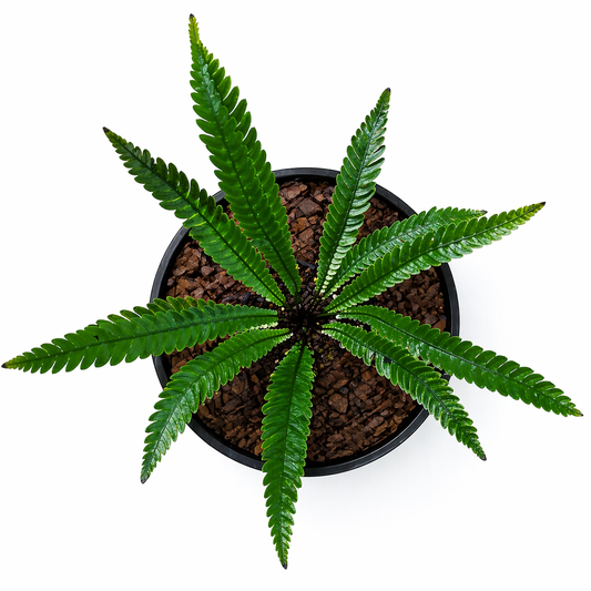 Blechnum obtusatum varen met glanzende groene geveerde bladeren in zwarte pot