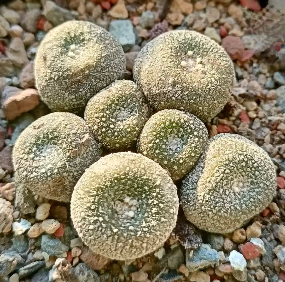Blossfeldia fechseri kleine, rundliche Sukkulente mit strukturiertem Kaktus und grau-grüner Farbe