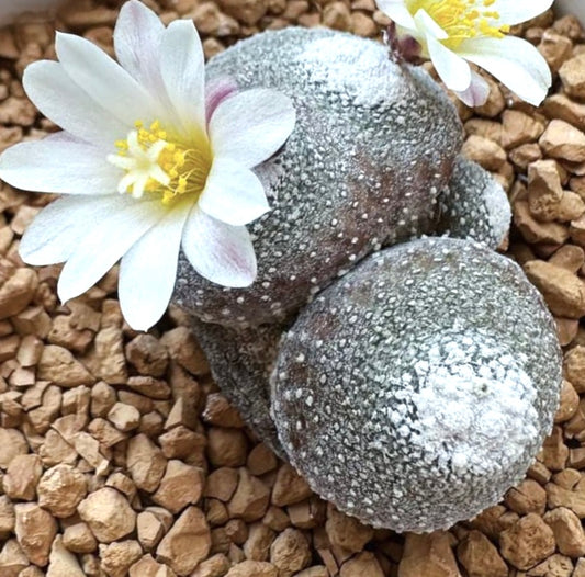 Blossfeldia liliputana var. alba raro piccolo cactus con fiori bianchi e corpo grigio testurizzato