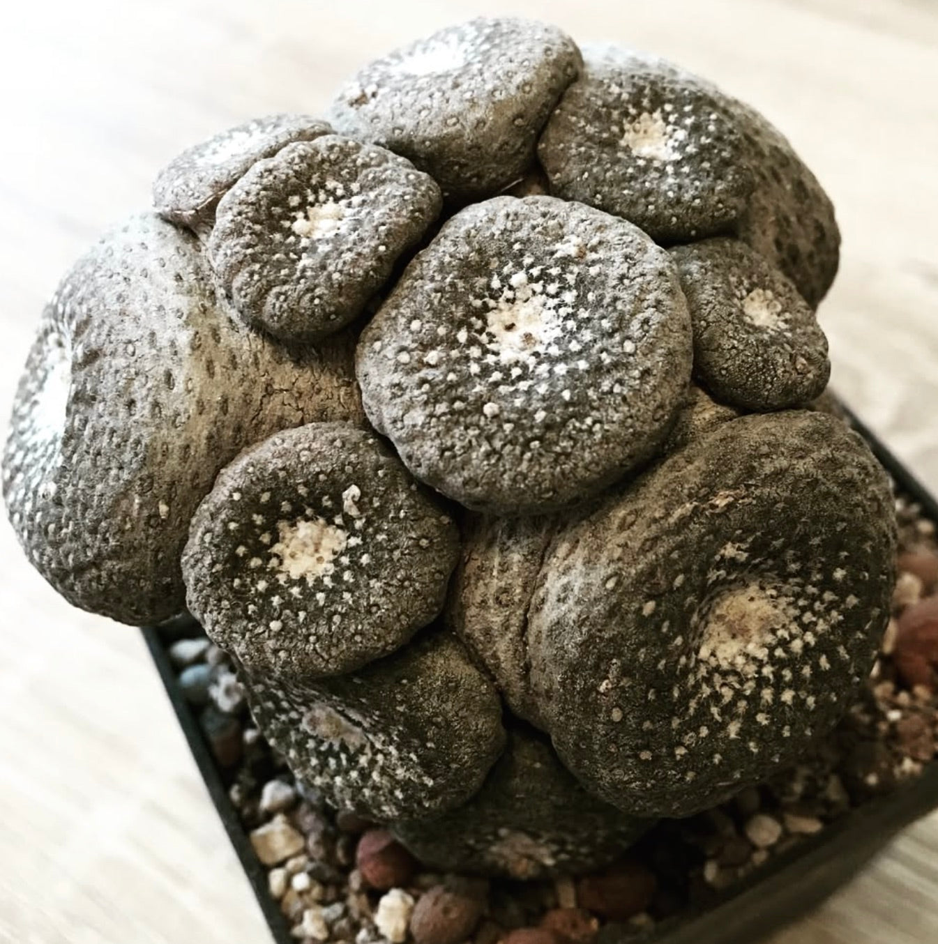 Blossfeldia pedicellata（ブロッスフェルディア・ペディセラータ）希少な多肉サボテン、丸みを帯びた質感のある灰緑色の乳頭を鉢植えで