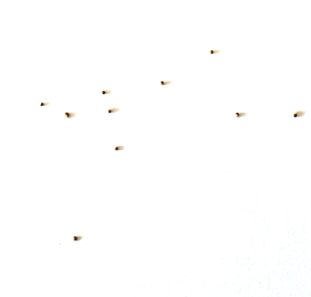 Blossfeldia pedicellata seeds scattered on white background for succulent propagation
