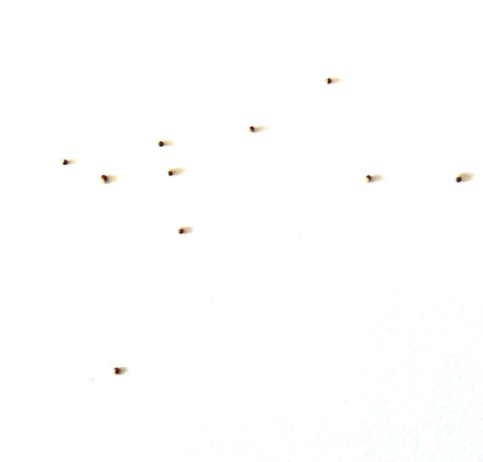 Blossfeldia pedicellata seeds scattered on white background for succulent propagation
