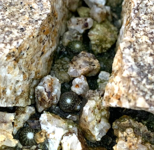 بلوسفيلديا فصيلة صغيرة، صبار عصاري مستدير بسطح أخضر داكن محكم الملمس بين الصخور