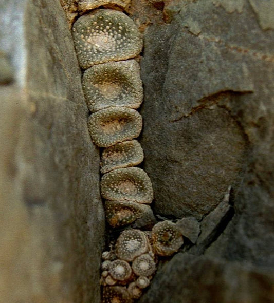 Blossfeldia sp. small rare succulent cactus growing in rock crevice with textured tubercles