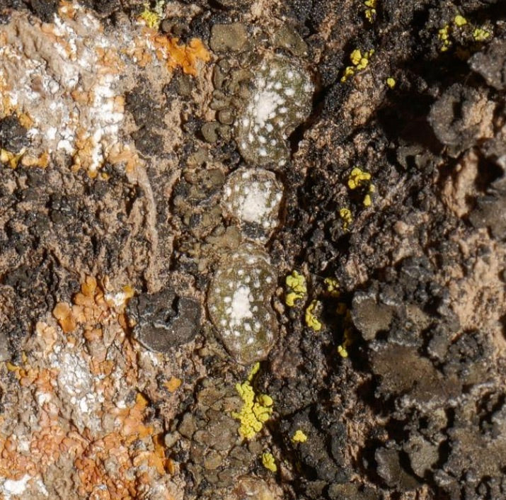 Blossfeldia sp. kleine seltene sukkulente Kakteenart mit weißen Flecken auf felsigem Boden