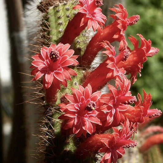 Bolivicereus serpens SEEDS