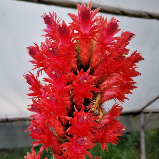 Bolivicereus samaipatanus SEEDS