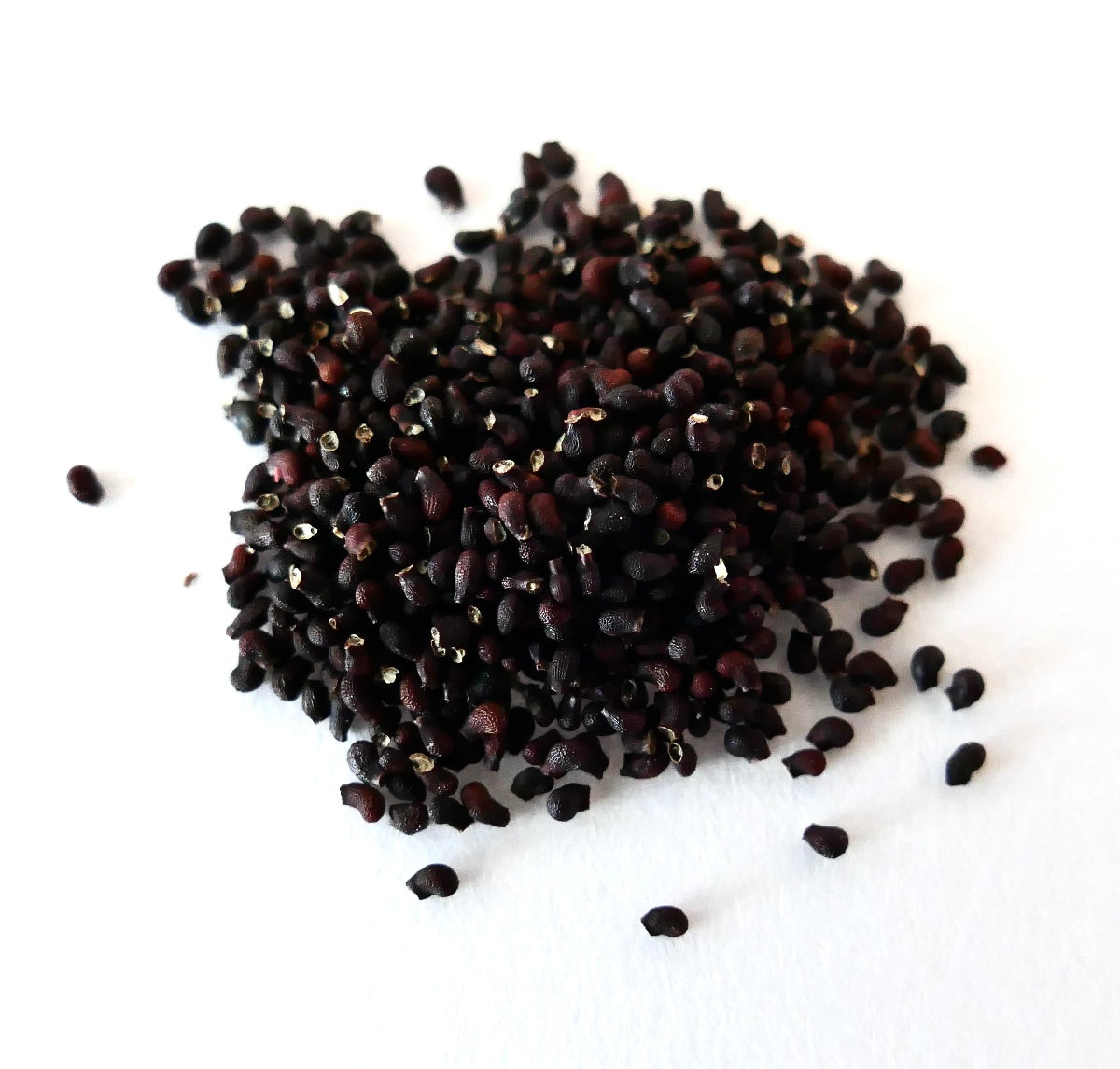 حوالي ثلاثمائة بذرة صغيرة سوداء مائلة للبني من بوليفيسيروس سامايباتانوس على سطح أبيض