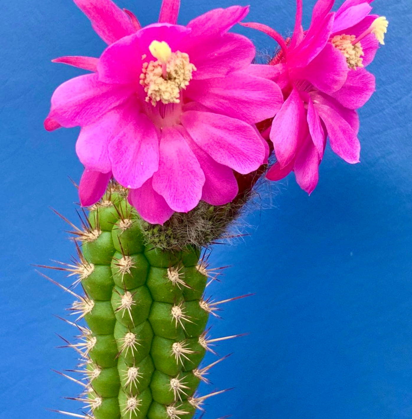 Borzicactus hutschinsonii cactus met felroze bloemen en scherpe stekels tegen een blauwe achtergrond