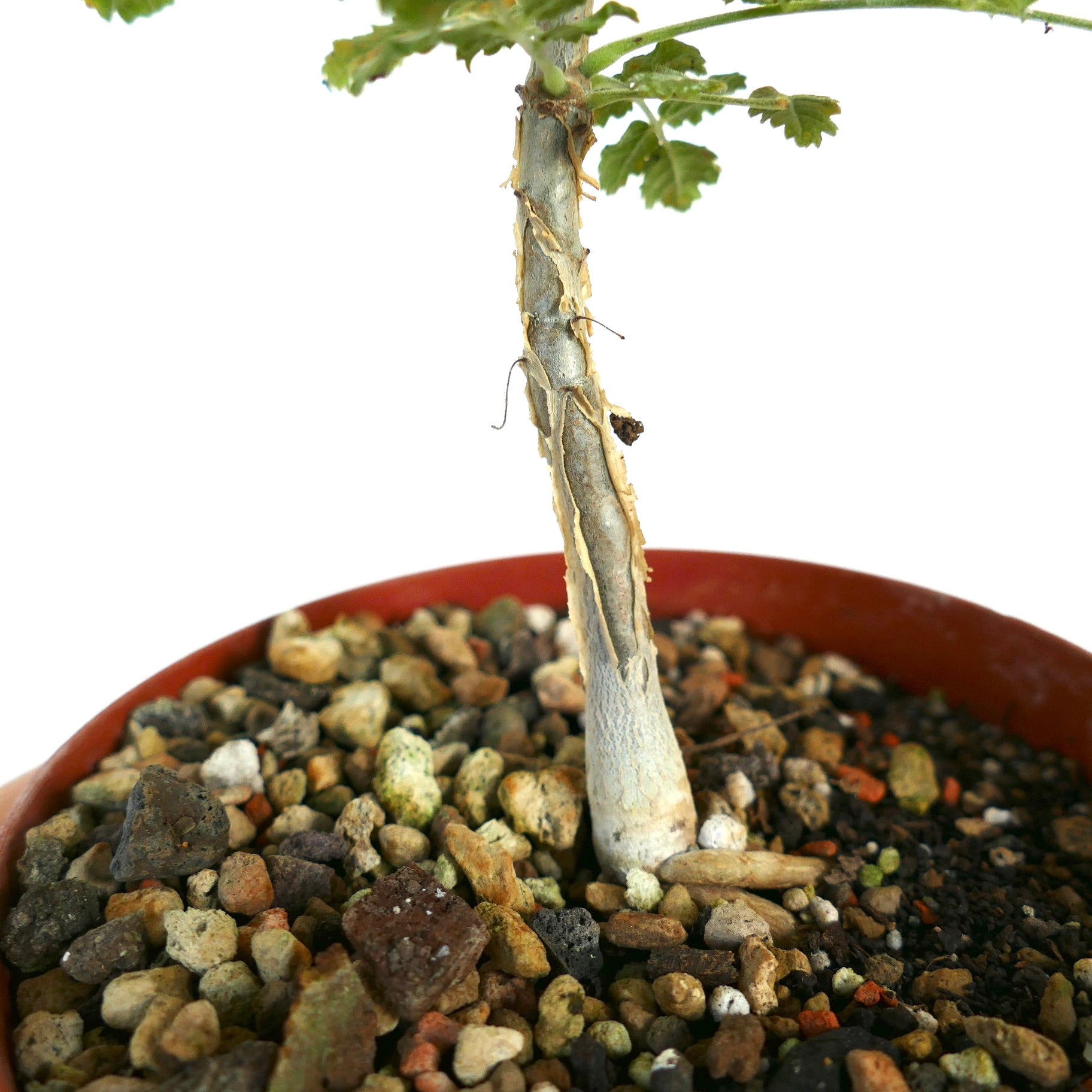 ボスウェリア・サクラ