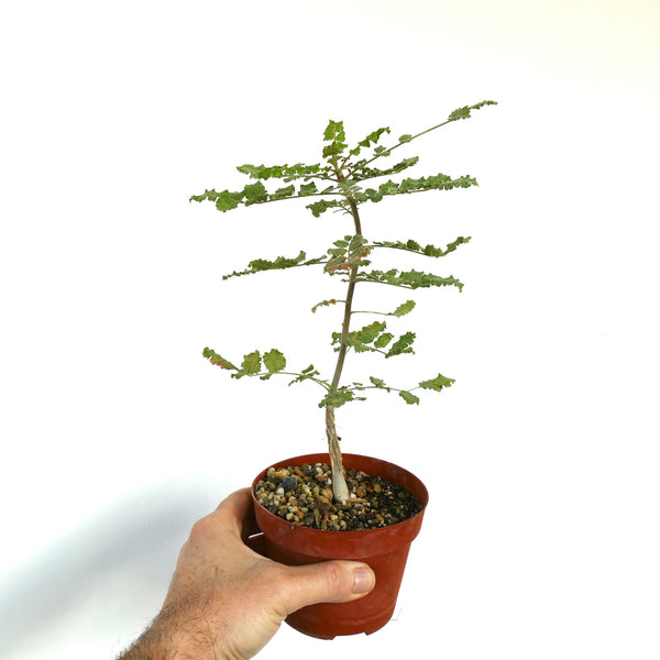 Boswelliasacra3_grande.jpg?v=